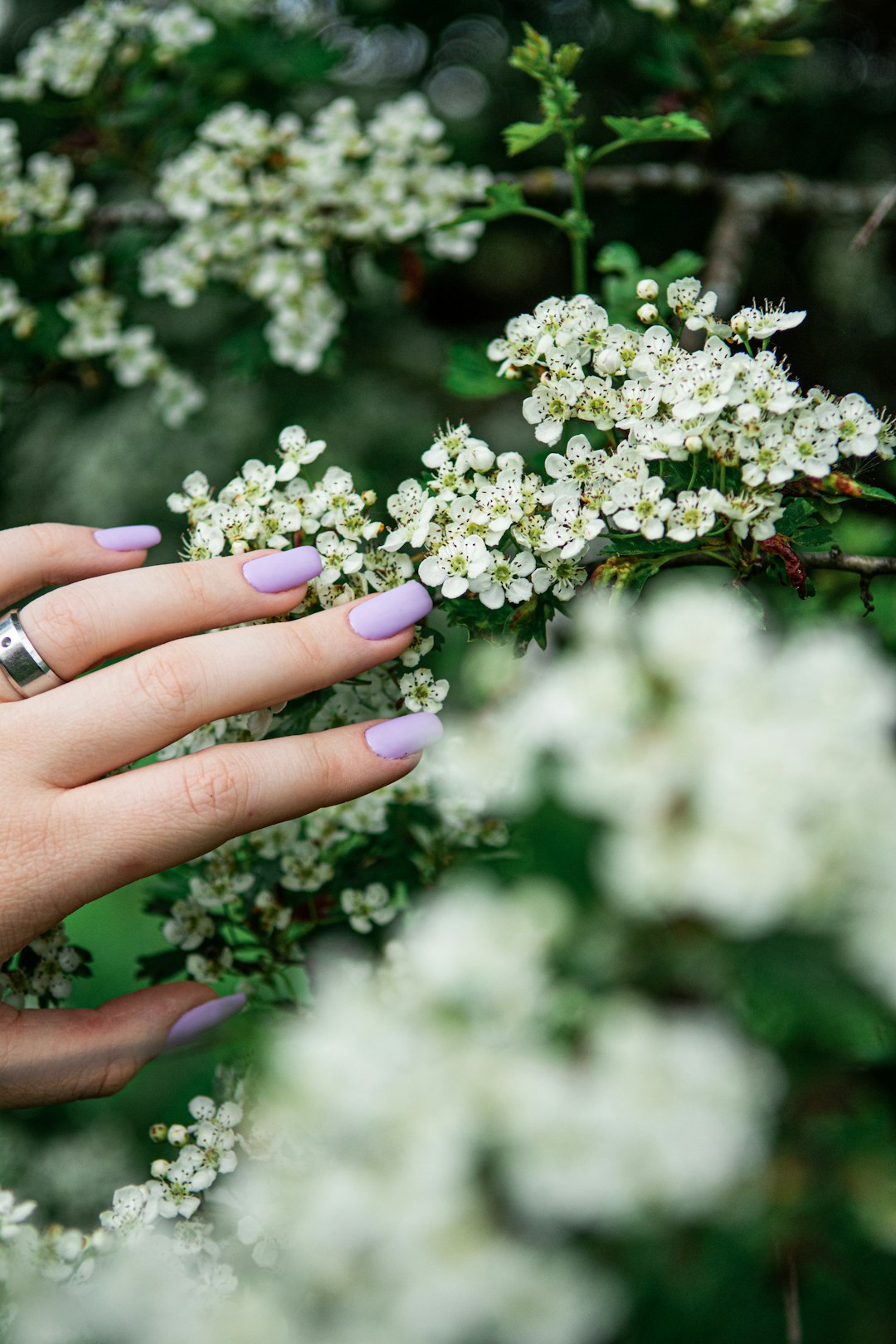Hand with lilac nails among white spring blossom