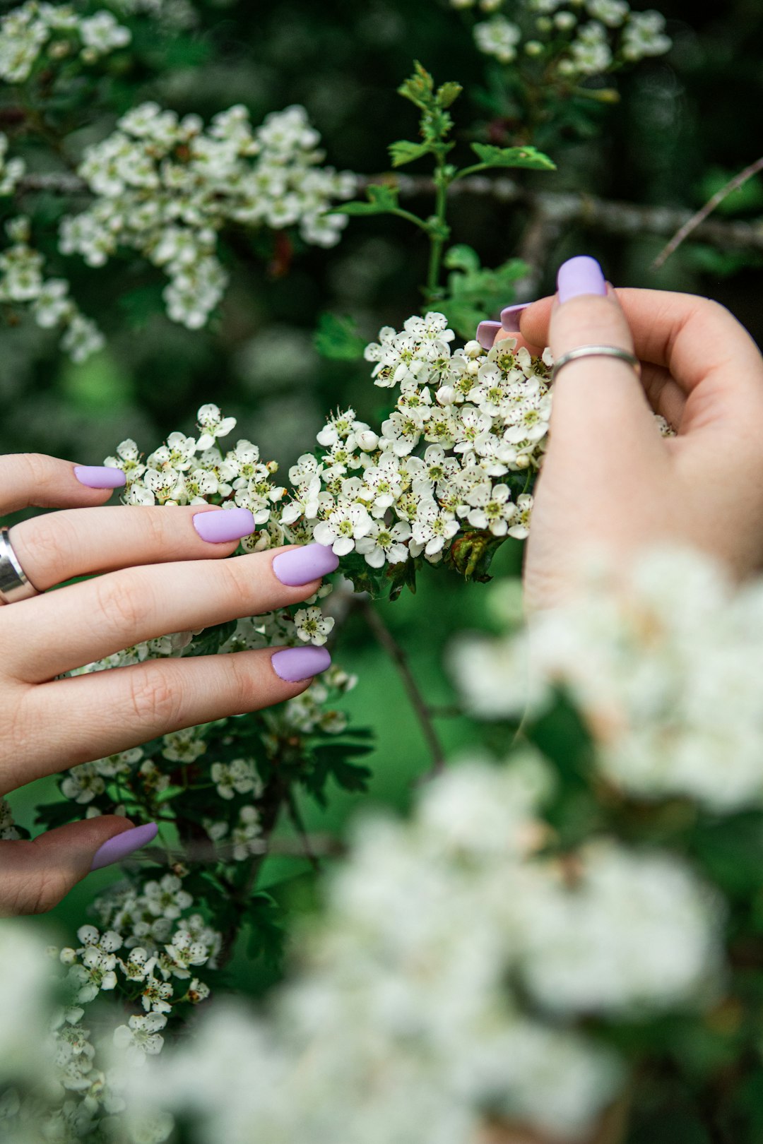 Hands with lilac nails among white blossom branches